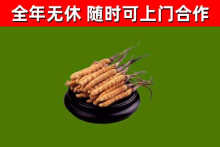 下陆区回收冬虫夏草