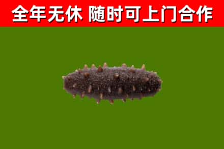 下陆区回收海参干